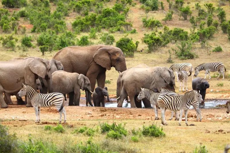 Safari and South Africa holidays